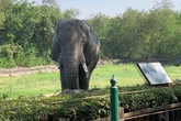 Elephant at Delhi zoo dies of rare virus after years of living alone