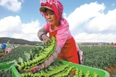 Yunnan sprouting into China’s ‘vegetable basket’