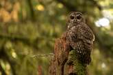 Hiring freeze could greatly impact this threatened owl