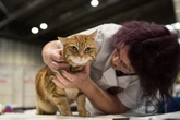 Scientists finally decode what makes orange cats so unique