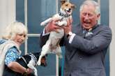 Queen Camilla adopts rescue puppy after death of beloved Jack Russell