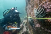 Scientists believe they’ve solved sea star death mystery