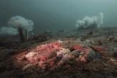 How scientists solved one of the greatest ocean mysteries