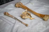 Remains found on Jersey shore identified as 19th-century boat captain
