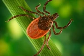 New warning issued over tick bites after 1,500 cases of Lyme disease