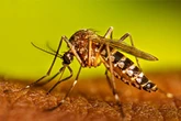 Scientists now have a way to wipe out mosquitoes. Should they?