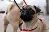 Flat-faced dogs ‘have 40% higher risk of shorter lives than other breeds’