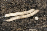 Ship-eating sea worm could be sold as sustainable fish alternative