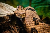 Hiker killed by venomous snake bite in Tennessee ‘made fatal mistake’