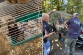 Over 200 animals and an elderly woman rescued from ‘hoarding’ home