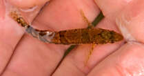 This Tiny Fish’s Mistaken Identity Halted a Dam’s Construction