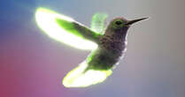 Hummingbirds’ Flight Offers Clues to Improve Drones