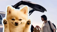 Dog Allegedly Triggers Tailgate Sending Woman To Hospital And Volvo To Court