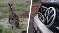 VW’s Kangaroo-Repellent Badge Sounds Too Good To Be True