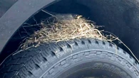 Four Robins Took A Dealer’s New Ford Hostage Under Federal Law. They Just Let It Go