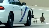 Arkansas Trooper Sent To Save A Goose Family Appears To Have Run Over Two, Now Comes The Federal Question