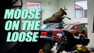 Moose Crashes BMW Workshop, Wages War On Restored E31 850i