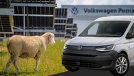 VW Fired Its Lawnmowers And Hired 100 Sheep