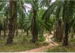 Palm tree falls, kills 40-year-old farmer in Ogun