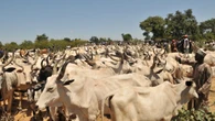 Insecurity: Group kicks against reopening of cattle market in Odolu Kabba