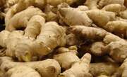 Fungal disease: Senate advocates compensation for ginger farmers