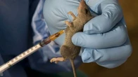 One dead after Lassa fever resurfaces in Kano hospital
