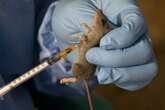 Lassa fever: NCDC records spike in Ondo, Edo