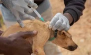 2,000 Nigerians die annually from rabies – Expert veterinarian, Dr Muhammed