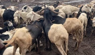Insecurity: Cattle markets shut down in Kwara South Senatorial District