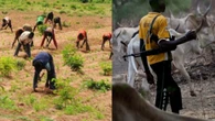 Herders/farmers clashes: Edo AFAN calls for profiling of cattle, owners