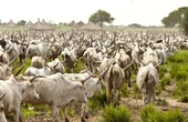 Open grazing no longer sustainable in Benue – Miyetti Allah