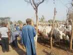 Taraba cattle recovery committee recovers 222 livestock, returns to owners