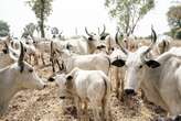 State committee recovers 222 rustled cattle in Taraba