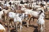 Livestock traders warn of shortage, soaring prices due to Niger border restrictions