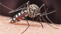 NCDC warns of chikungunya outbreak, urges Nigerians to prevent mosquito bites