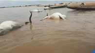 BREAKING: Over 100 cattle die mysteriously while crossing River Benue