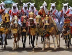 Kano Police restates restriction on Durbar ahead of Eid-el-Kabir for security reasons 