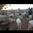Eid-el-Kabir: Low patronage hits Damaturu livestock market