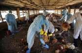 Bird flu kills 300 birds in Plateau