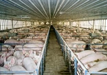 Industrial animal farming poses risk to public health, agricultural sovereignty – Nigerian Govt warned