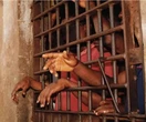 Overcrowded, overlooked: Inside Ogun Correctional Centre crisis