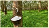 Rubber producing governors charged to take advantage of World Rubber Summit