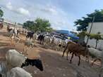 Open Grazing: Months after Wike’s threat, cows roam FCT roads freely