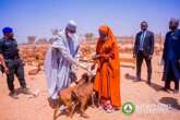 Like Kano, Katsina govt distributes 40,000 goats to empower women