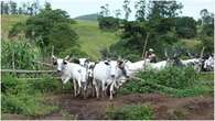 Group groans as herdsmen destroy farmland in Kogi