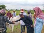 Adamawa govt begins mass cattle vaccination after disease kills 1000 cows in Taraba