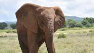 Stray elephants invade Borno communities, destroy farmlands