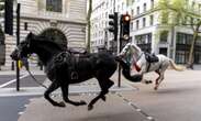 Escaped Army horses injure four persons on London streets