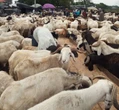 Sallah: Nigeria will survive economic hardship as ram price surges – Atus