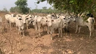 Police repel bandits, recover 70 rustled livestock in Katsina